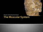 PPT#3.muscles of the head and neck