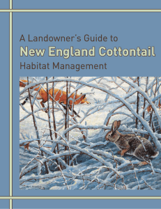 New England Cottontail - Environmental Defense Fund
