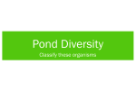 Pond Diversity