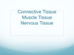Connective Tissue Muscle Tissue Nervous Tissue