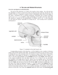 3. The Jaw and Related Structures