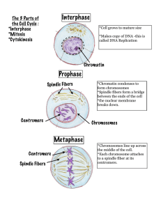 Interphase Prophase Metaphase