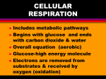 CELLULAR RESPIRATION