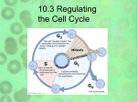 10.3 Regulating the Cell Cycle
