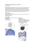 Lymphoid System I: Peripheral System, Lymph Node