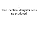 Two identical daughter cells are produced