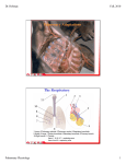 Pulmonary Adaptations The Respiratory System