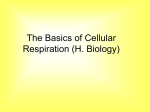 The Basics of Cellular Respiration