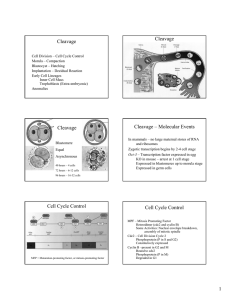 Cleavage Cleavage Cleavage Cleavage – Molecular Events Cell