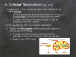 Cellular Respiration Notes