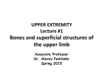 Clinical Anatomy of Upper Limb: Bones and Superficial Structures