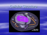 Cellular Structure