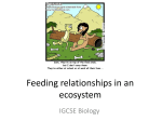 Feeding relationships in an ecosystem