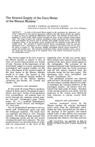 The Arterial Supply of the Dura Mater of the Rhesus