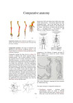 Comparative anatomy