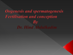 spermatogenesis and oogenesis