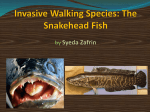 Snakehead powerpoint