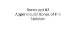 Bones lecture 3 Appendicular Skeleton