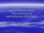 Sodium dodecyl sulfate-Polyacrylamide gel electrophoresis