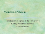 Membrane Potential