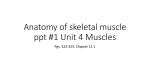 Anatomy of Skeletal Muscle ppt 1 - Liberty Union High School District