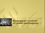 Biological control of plant pathogens