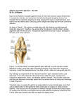 Anterior Cruciate Ligament – the ACL
