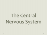 The Central Nervous System