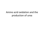 metabolism of amino acids