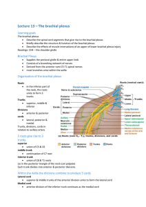 Lecture 13 – The brachial plexus