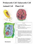 Prokaryotic Cell Eukaryotic Cell