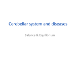 Cerebellar system and diseases