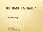 Introduction to: Cellular Respiration