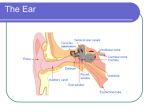 The Ear - Portal UniMAP