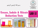 Lab-12-idole-urease-nitrate-reduction