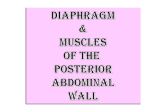04-Diaphragm2009-03-14 13:192.3 MB