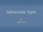 Salmonella Typhi