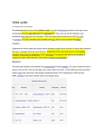 The urea cycle