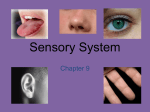 Sensory systems ppt