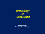 Lecture 2 - Immunology of TB