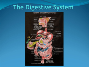 The Digestive System