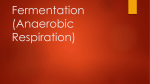 Fermentation (Anaerobic Respiration)