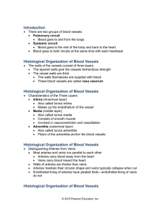 Histological Organization of Blood Vessels