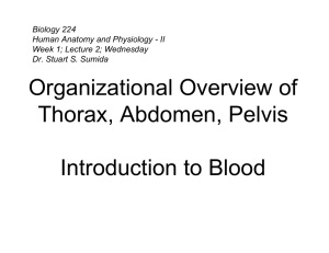 Organizational Overview of Thorax, Abdomen, Pelvis Introduction to