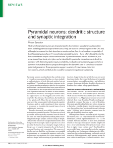 Pyramidal neurons: dendritic structure and synaptic integration