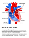 the heart and blood flow