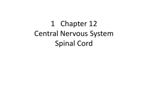 1 Chapter 12 Central Nervous System Spinal Cord