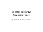 Sensory Pathways (Ascending Tracts)