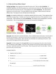 2—6 Why do cells have different shapes? Cell Size and Shape