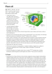 Plant cell